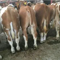 آماده استارت پروار|حیوانات مزرعه|بجنورد, |دیوار