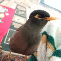 مرغ مینام گم شده به یابنده مژدگانی داده میشود