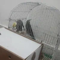 عروس هلندی نرو ماده