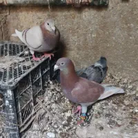 کبوتر غوره ای سوسنی