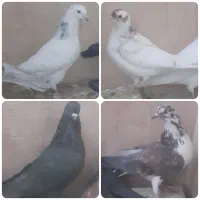 کفتر/کبوتر|پرنده|خمینی‌شهر, |دیوار