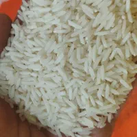 فروش برنج طارم هاشمی بوجاری