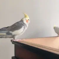 یک جفت عروس هلندی|پرنده|اشکذر, |دیوار