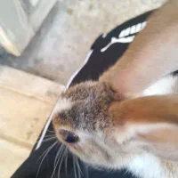 خرگوش|موش و خرگوش|زرندیه, |دیوار