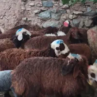باقصاب زنده