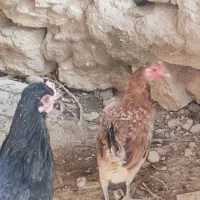 مرغ شهری|حیوانات مزرعه|قشم, |دیوار