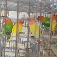 طوطی برزیلی فیشر