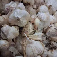 سیر خشک