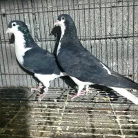 یک جفت خوشرنگ هیکلی بدون یه پر اضافی نر و ماده