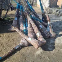 فروش نهال سپیدارنیگرا۳ متری فقط۱۵ تومان|خدمات باغبانی و درختکاری|آباده, |دیوار