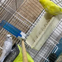 مرغ عشق|پرنده|کبودرآهنگ, |دیوار