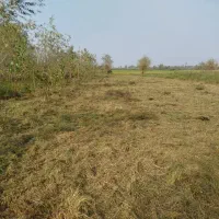 چمن زنی علف زنی