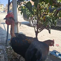 خروس محلی اصل پا سیاه|حیوانات مزرعه|شیراز, میانرود|دیوار