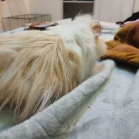 خوکچه هندی|موش و خرگوش|تهران, جنت‌آباد شمالی|دیوار