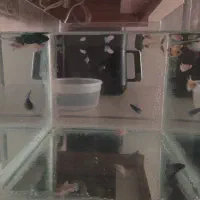 ماهی های فایتر آکواریوم