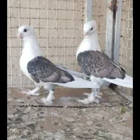 کبوتر دوکت پروانه ای معاوضه