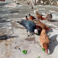 سلام ۱۲عدد مرغ محلی جوان تخم گذار