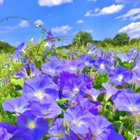 استخدام معلم خصوصی