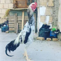 خروس لاری اوشامو اصل آلمان