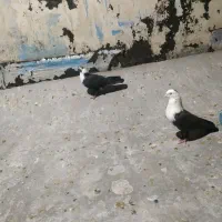 جفت مخمل|پرنده|شیراز, شیخ علی چوپان|دیوار