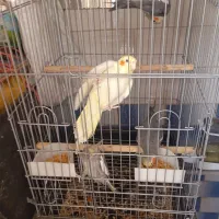 عروس هلندی|پرنده|اقبالیه, |دیوار