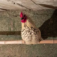 مرغ و خروس چینی|حیوانات مزرعه|رشت, کاکتوس|دیوار