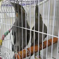 ۴ عدد عروس هلندی  سالم به شرط