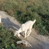 بزغاله سانن ماده|حیوانات مزرعه|سیمین شهر, |دیوار