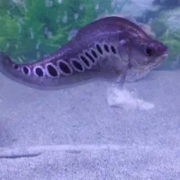 ماهی آکواریوم|ماهی|کازرون, |دیوار