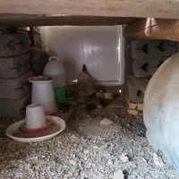 مرغ بومی با شش عدد جوجه ۱۰ روزه