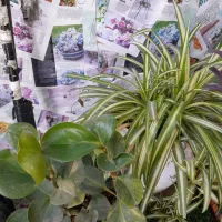 گل آپارتمانی|گل و گیاه طبیعی|شهرکرد, |دیوار