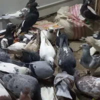 کفتر بوم|پرنده|مشهد, ملک‌آباد|دیوار
