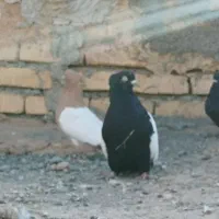 کبوتر|پرنده|فرمهین, |دیوار