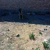 فروشی|سگ|اهر, |دیوار