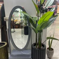 درختچه پرنده بهشتی