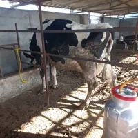 گاو۳۵کیلوشیرگوساله دار