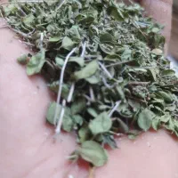 آویشن1برگ پهن
