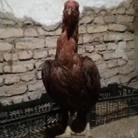 مرغ لاری اصیل نسل قدیم