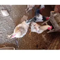 خروس فروشی