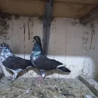 کبوتر پرشی|پرنده|رودسر, |دیوار