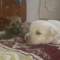 سگ شیتزو ترییر|سگ|شیراز, بازار|دیوار