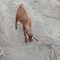 گوسفند|حیوانات مزرعه|بلوک, |دیوار