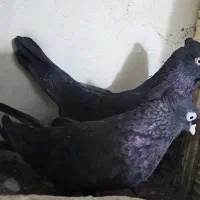 نروماده زاغ چشم نوک سفید درجه۱(معاوضه)