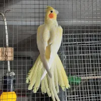 عروس هلندی لوتینو مولد|پرنده|نی‌ریز, |دیوار