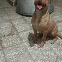 سگ پیتبول|سگ|رباطکریم, رباطکریم|دیوار