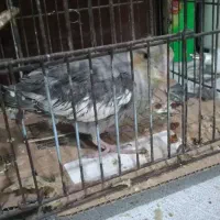 عروس پاریس هلندی سرلاکی