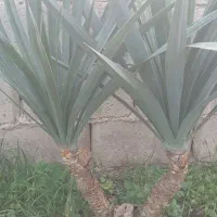 گل وگیاه از نوع یوکا|حراج|گنبد کاووس, |دیوار