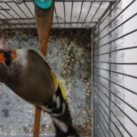 سهره نر دو رگ|پرنده|تهران, مطهری|دیوار