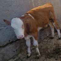 سیمنتال ماده