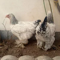 جفت مرغ و خروس برهما اصل مفت|حیوانات مزرعه|مشهد, میعاد (شهرک غرب)|دیوار